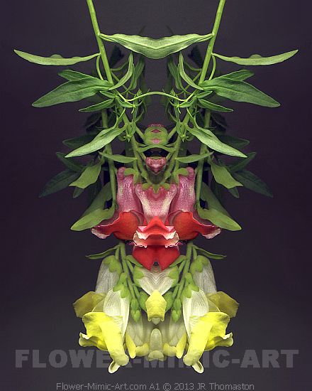 Perceived Figure in Mirrored Snapdragons Botanical Art Image A1