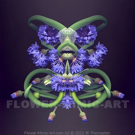 Botanical Figure Emerging Art Cornflower Image A2
